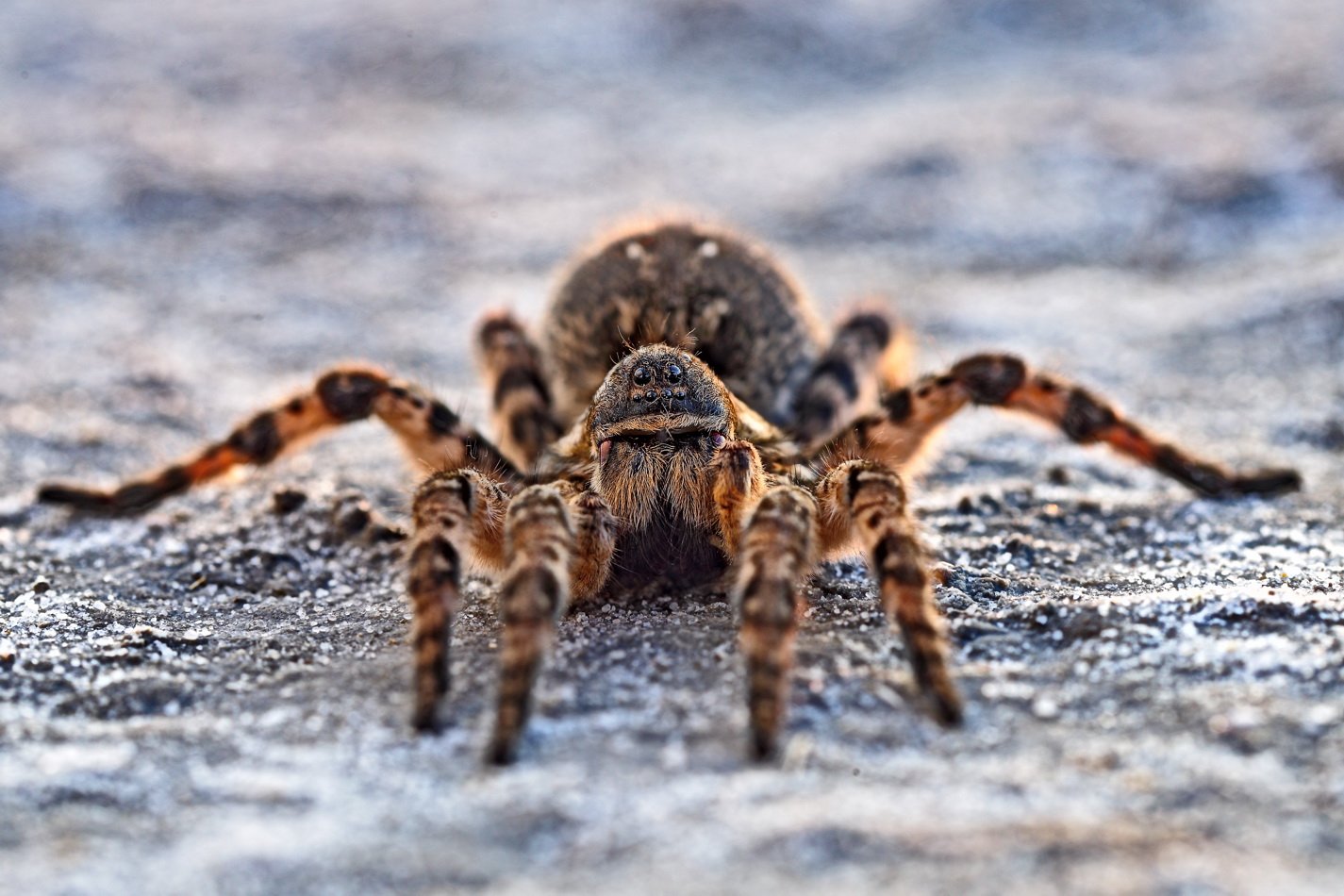 Шестиглазый песочный паук фото