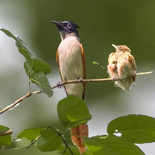 Preview Photographer\'s photo prasenjit sinha