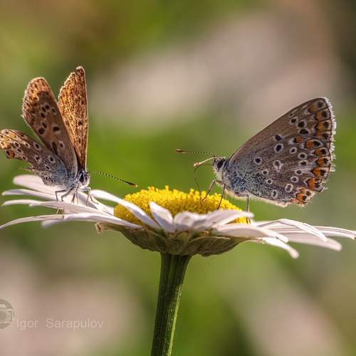 Preview Photographer\'s photo Сарапулов Игорь