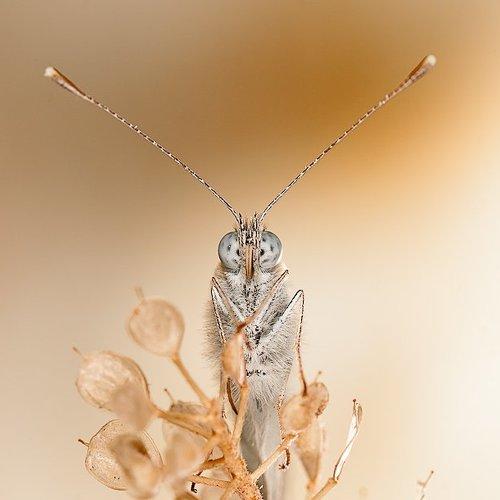 Preview Photographer\'s photo Надежда Муравьёва