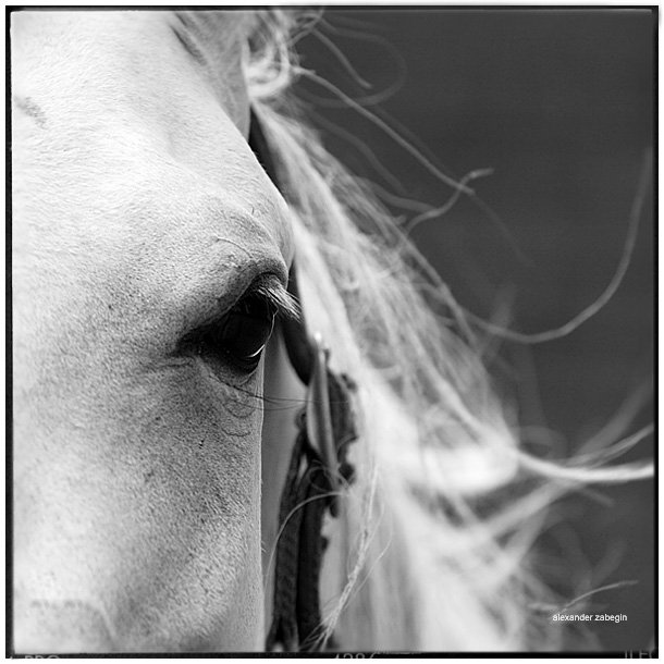 лошадь, лошади, конь, ветер, horses, horse, equi, wind, zabegin, Alexander Zabegin
