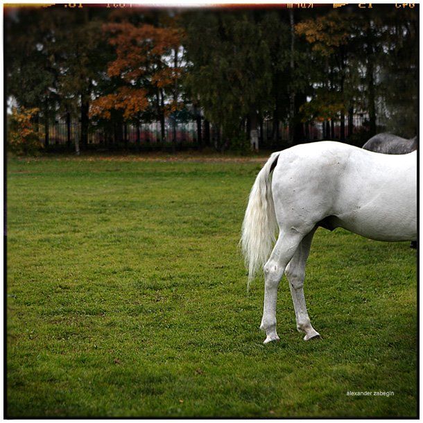 ж, лошадь, лошади, конь, horses, horse, equi, zabegin, Alexander Zabegin