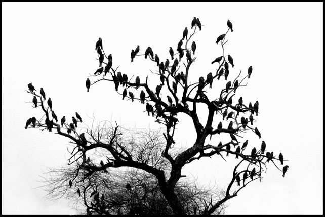 Дерево, птицы, Владимир