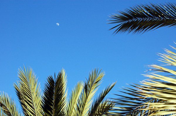 пальма, луна, небо, viuga