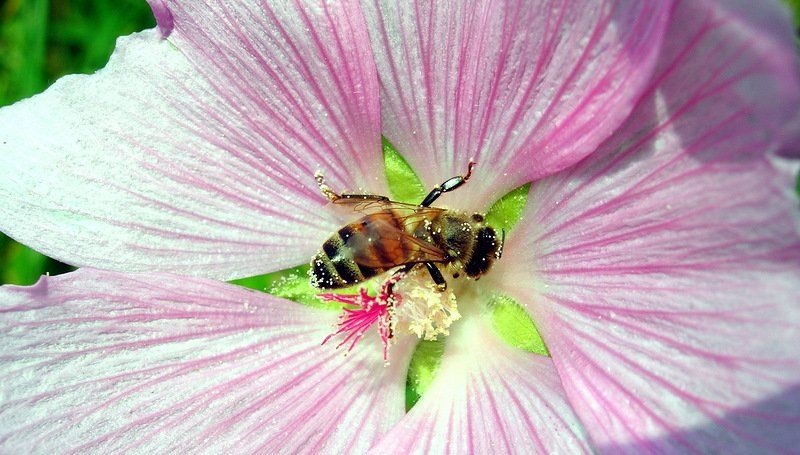 пчела, макромир, цветок, цветы, TeleMemo