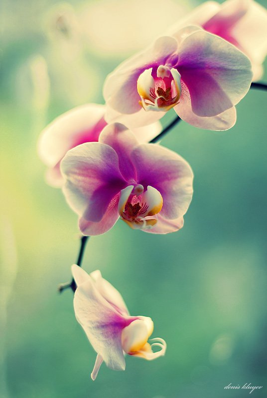 фото, природа, цвета, орхидея, Денис Клюев, Денис Клюев