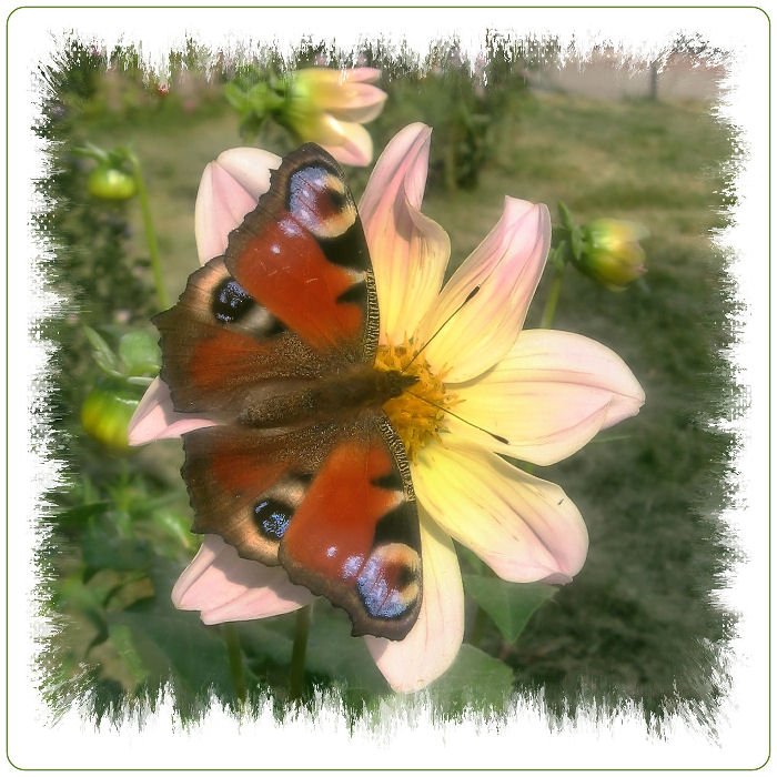 цветок бабочка, Алексей Миронченко
