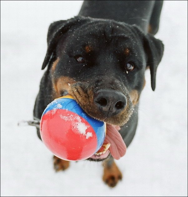собака, снег, игрушка, ju4a