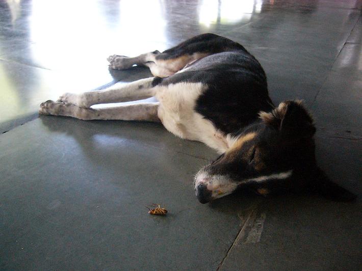 Собака, Сон, Животные, Аэропорт Бомбея (Индия), 4.5 X