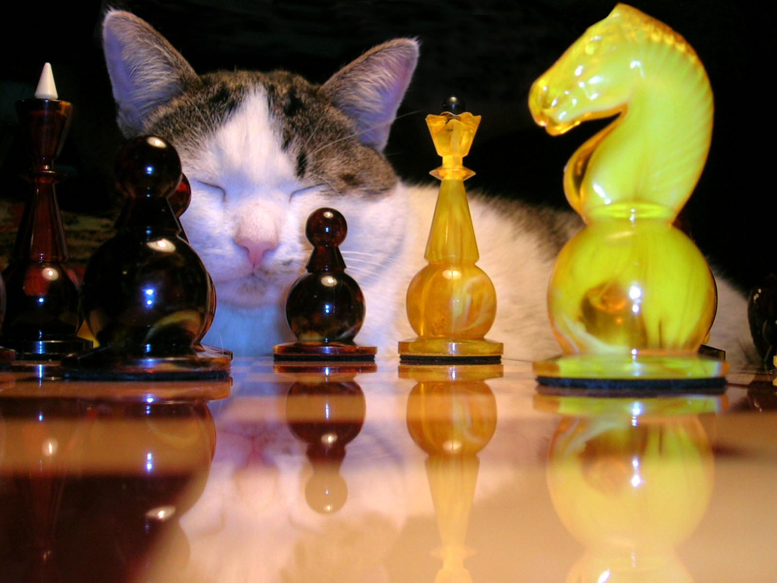 кот, шахматы, senjor