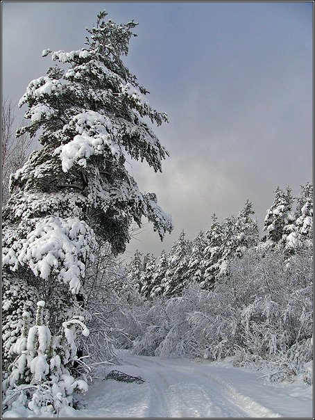 зима, снег, дорога, небо, лес, ель, дерево, dyadyavasya, Дмитрий Шамин