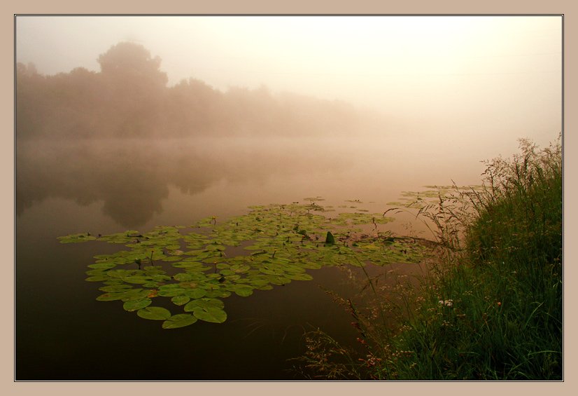Утро, туман, река, кубышки, лето, Аня Графова, PolAnna