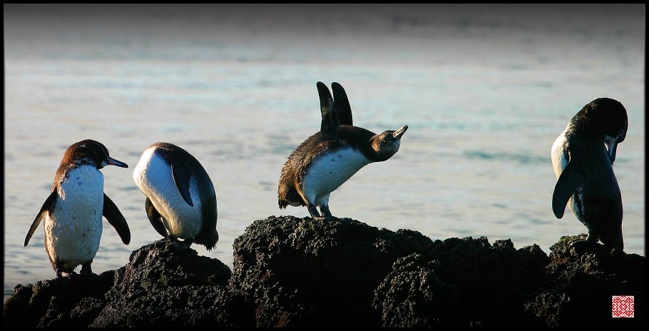 пингвины, Галапагосские острова, Эквадор, Cairns