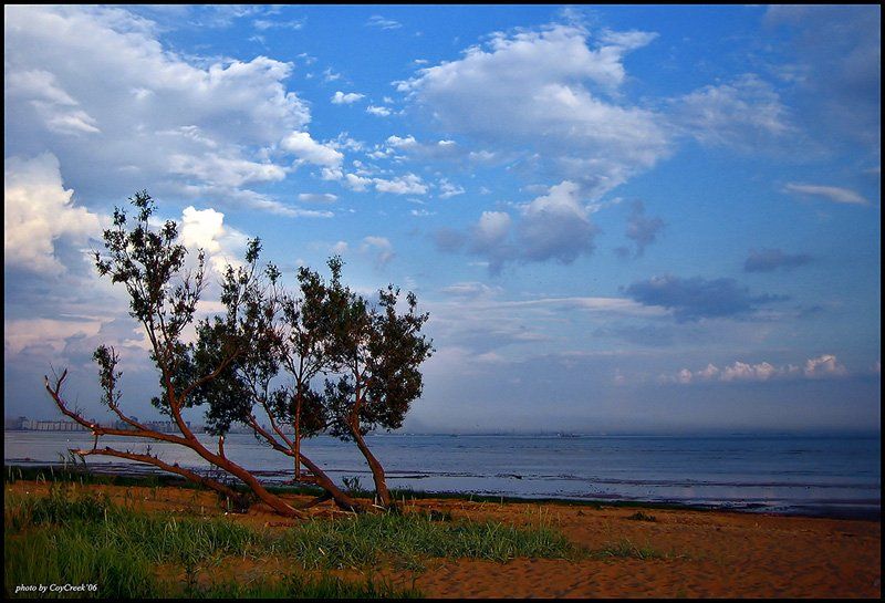 небо, дерево, финский, залив, Петрова Мария