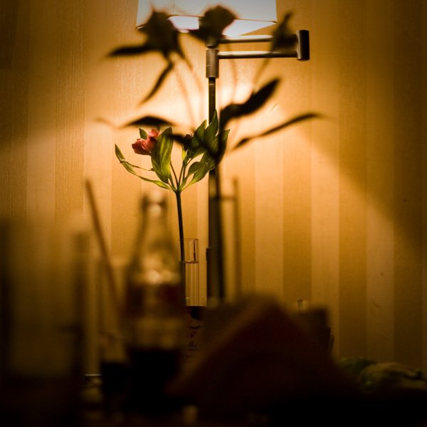 цветок, takachi , кафе, Oleg Tkachenko