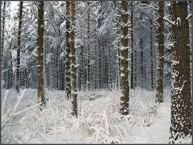 лес, сосны, зима, снег, мороз, ветви, белое, dyadyavasya, Дмитрий Шамин