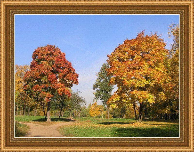 осень, природа, деревья, картина, Антон