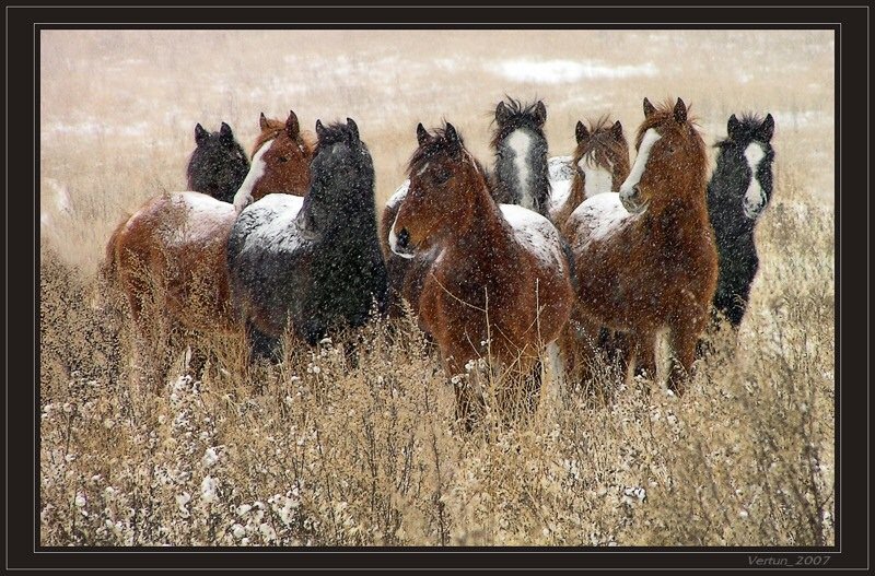 кони,лошади,зима, Игорь Глушко