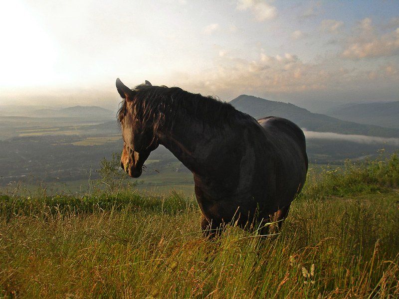 утро, конь, Лагонаки, горы, Valentina
