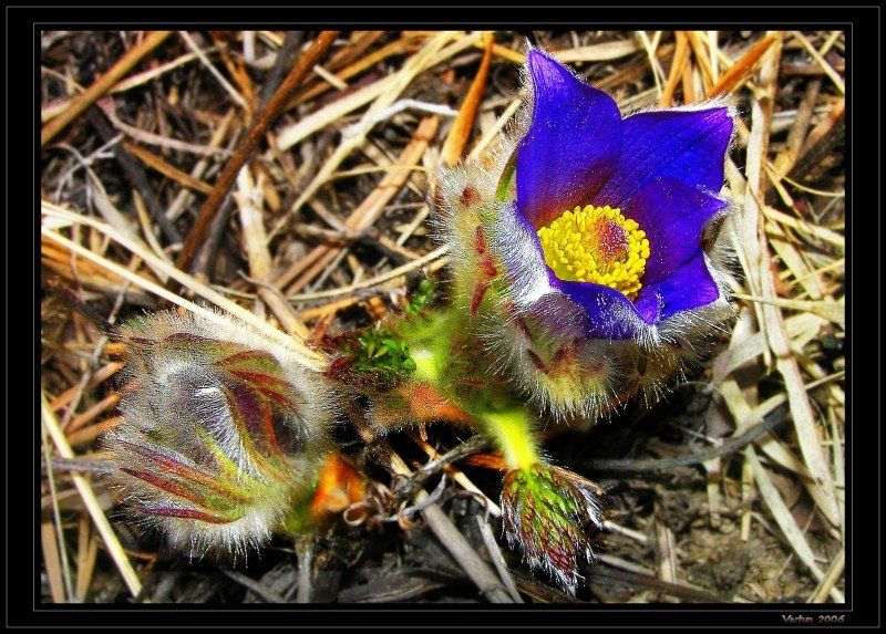 цветы,подснежник,весна,трава, Игорь Глушко