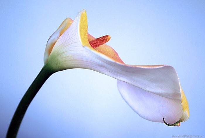 цветок, калла, Yana Bondareva