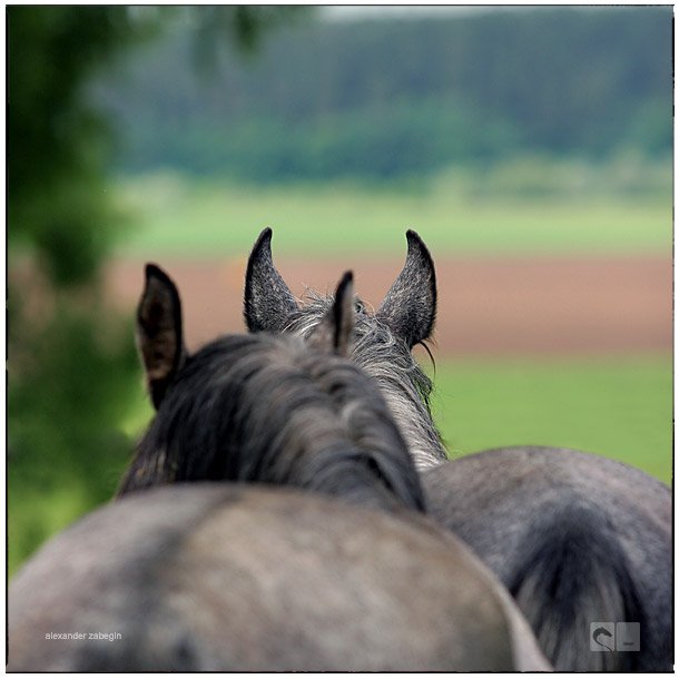 лошадь, лошади, конь, horses, horse, equi, zabegin, Alexander Zabegin