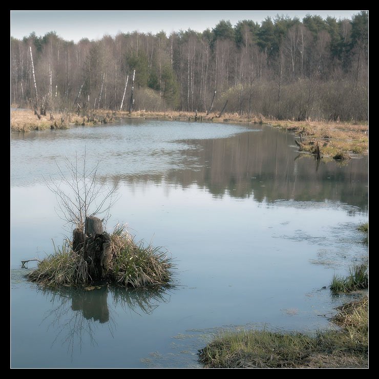 лес весна вода река озеро пень день, Anna Fomicheva [nusha]