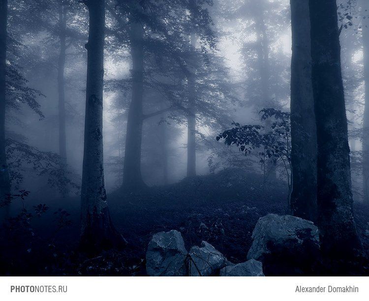 лес, Кубань, туман, утро, пейзаж, путешествия, PHOTONOTES.RU, Alex Domakhin