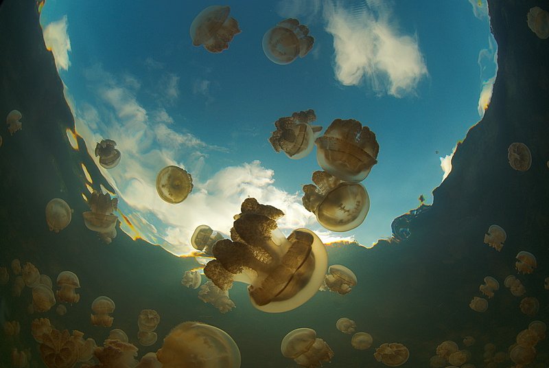 медуза озеро, fotomafia