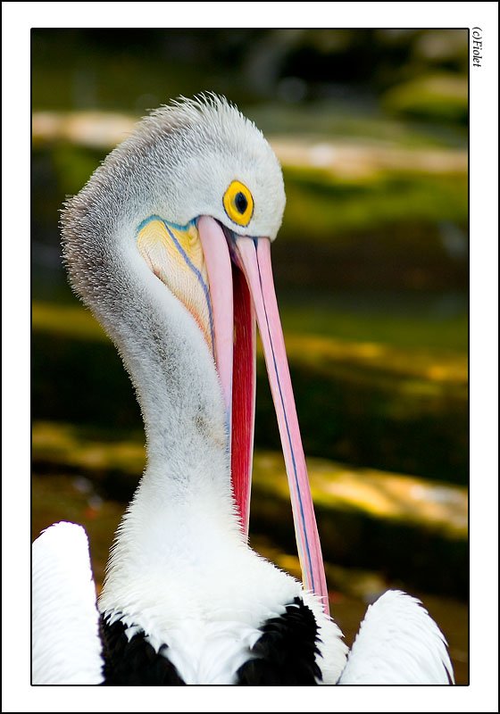пеликан, Улыбка, птицы, Индонезия, Andrey N. Sliozberg