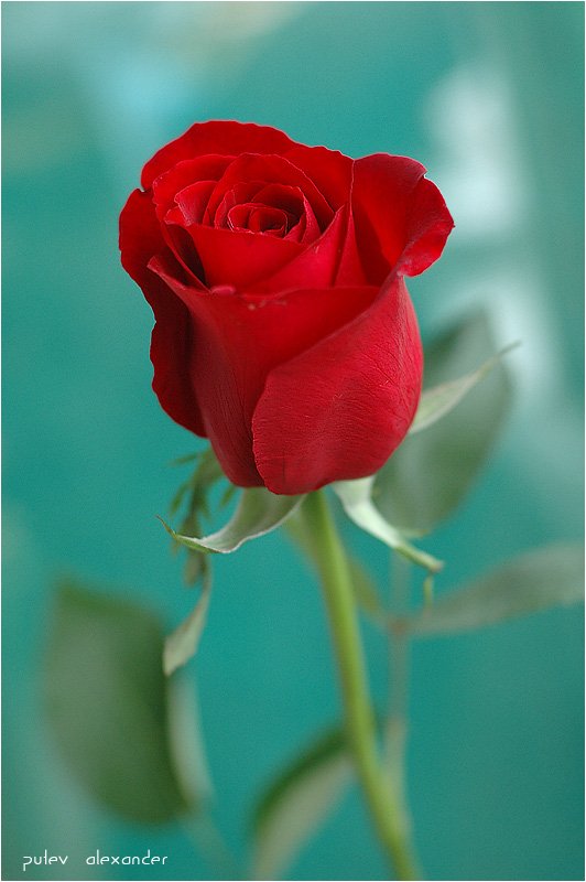 Валентинов,день,влюбленные,роза,цветы, Александр Путев
