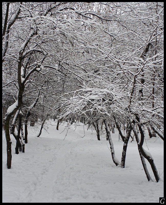 Зима, снег, кружева, сад, тропинка, Москва, Gorshkov Igor_Feanorus