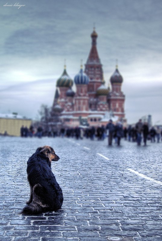 фото, жанр, собака, тоска, красная площадь, денис клюев, Денис Клюев