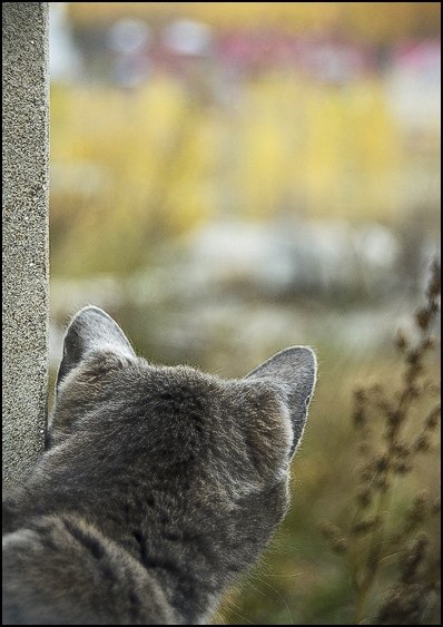 кошка, стройка, наблюдение, Самолинов Андрей