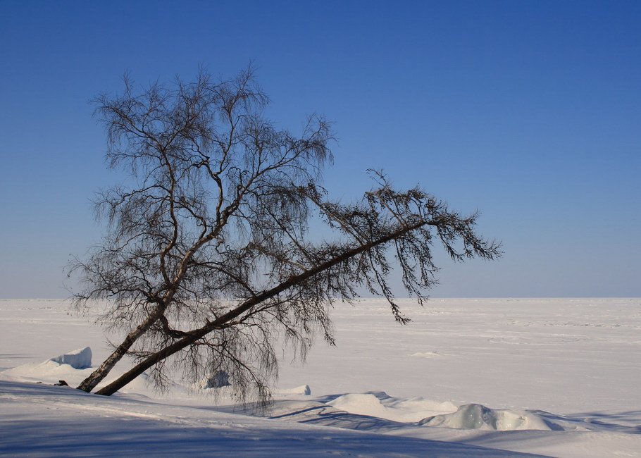 Бурятия, Байкал, зима, дерево, Олег Шубаров