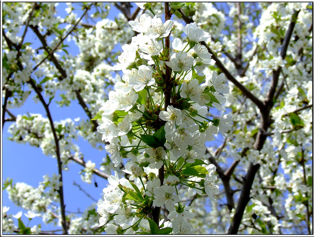 Природа, весна, цветение, цветы, весеннее настроение, Tatjana Nep