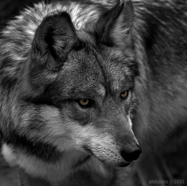 mexican wolf, lobo wolf, canis lupus baileyi, North America, Irina & Alex