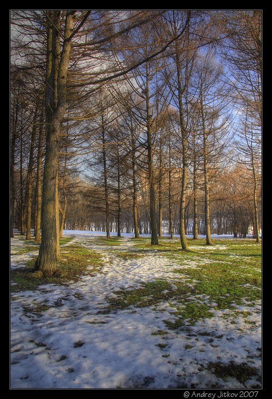 москва, весна, март, снег, трава, деревья, пейзаж, photohunter, Андрей Житков