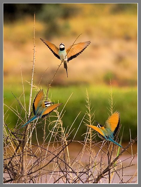 Африка, Кения, саванна, Bee-eaters, Юлия