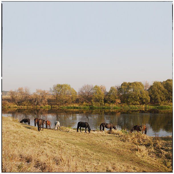 лошадь, лошади, конь, horses, horse, equi, zabegin, Alexander Zabegin