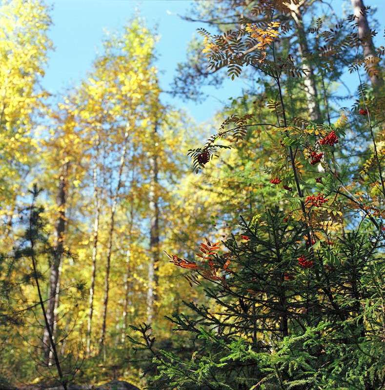 осень, желтая листва, рябина, деревья, лес, сибирь, солнечный день, бабье лето, Muljanov