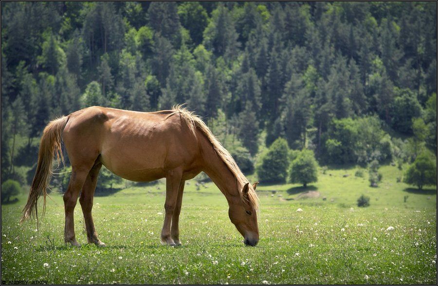 кавказ, лошадь, Андрей Житков