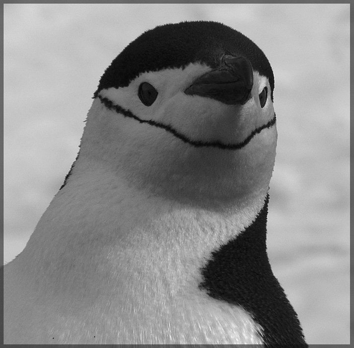 пингвин, ruschili
