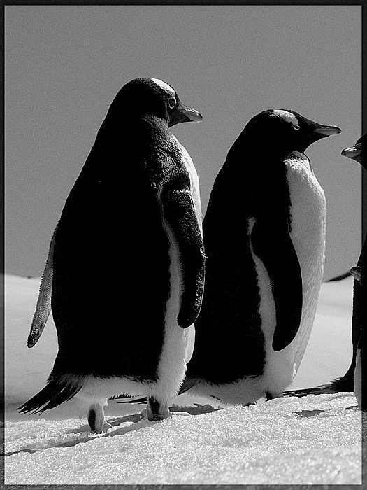 пингвины, ruschili