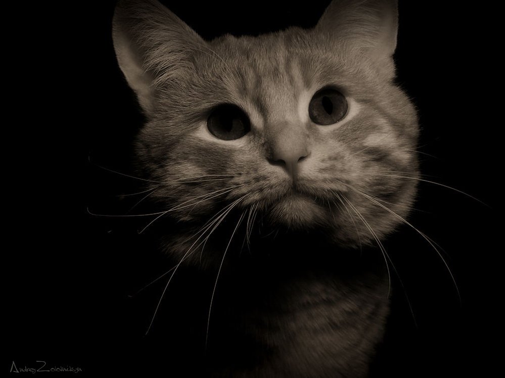 кот, кошка, Andrey Zolotnitsyn