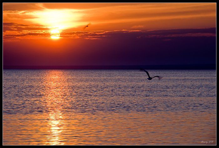 юг, море, чайки, солнце, Denis C.