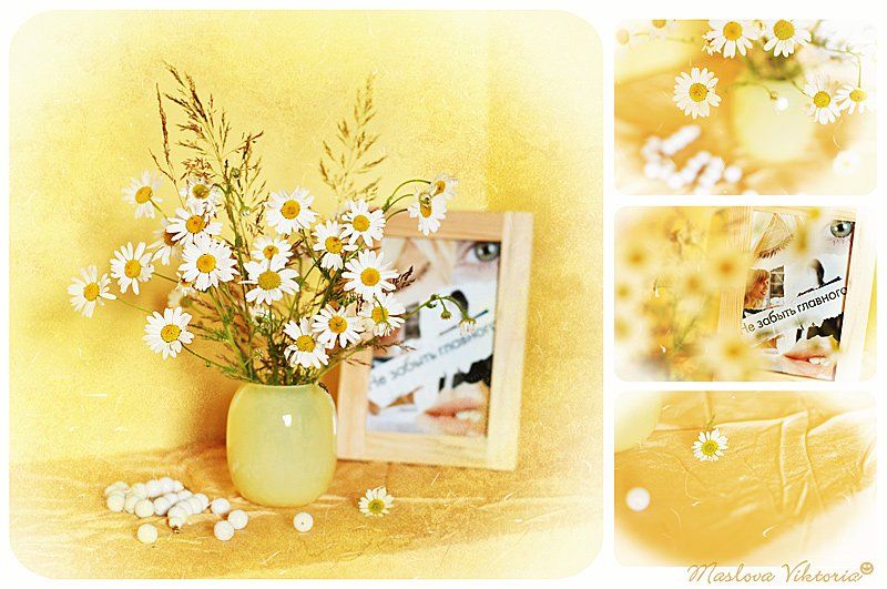 натюрморт, открытка, цветы, растения, ромашки, любовь, bioskiss