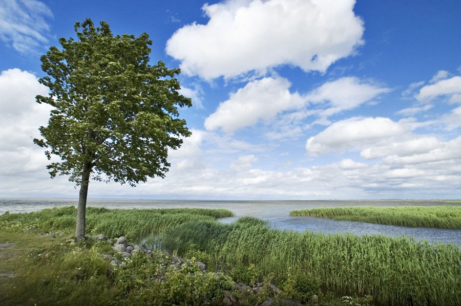 дерево,финский залив,вода,небо,облака,трава,ветер, Евгений Пугачев.
