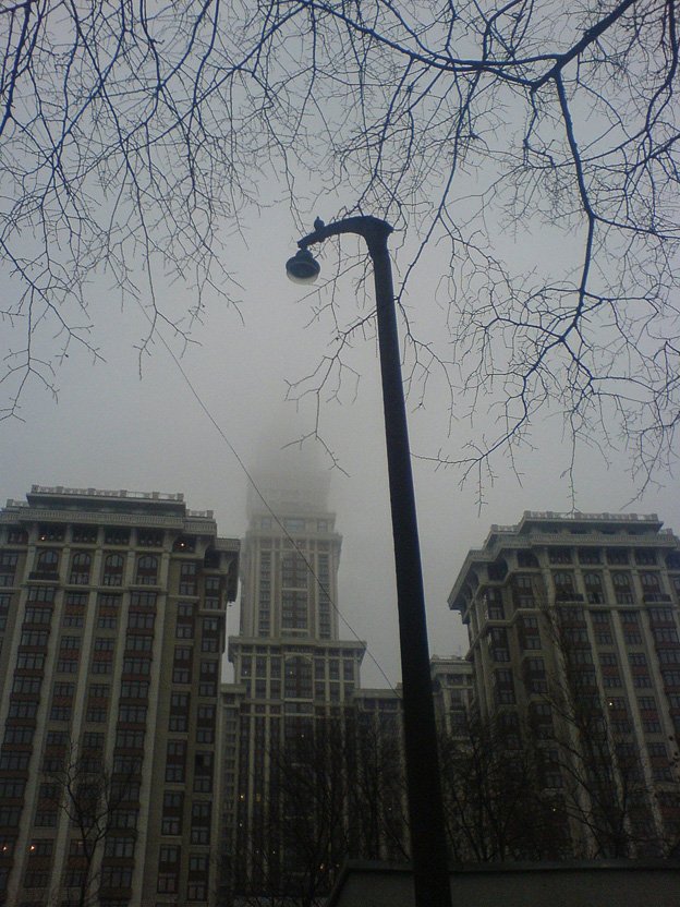 утро, туман, фонарь, птица, Liz