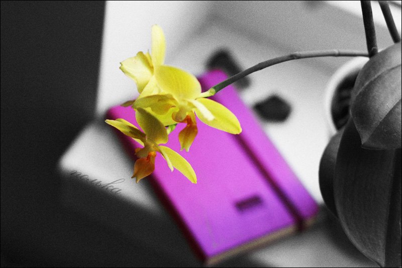 орхидея, окно, молескин, фиолетовый, pollo_sata